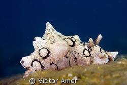 Foamgum by Victor Amor 